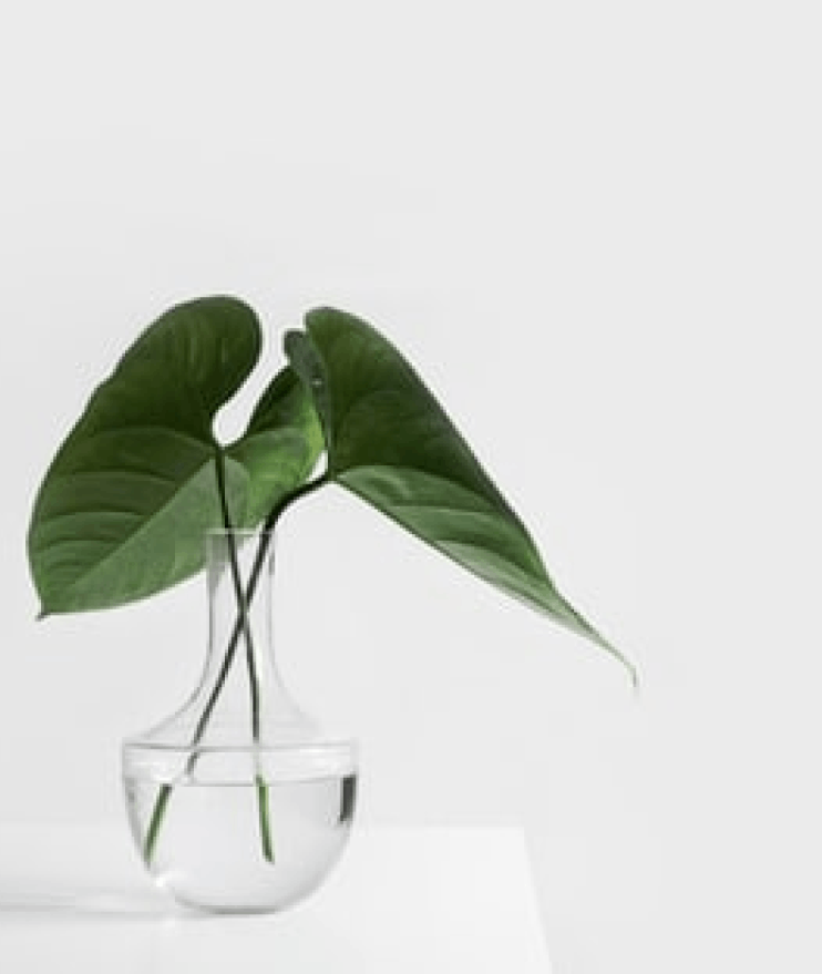 plant in vase
